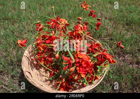 Frische zweifarbige Blume namens Pfauenblume, auch bekannt als caesalpinia pulcherrima oder flametree Gulmohar Stockfoto