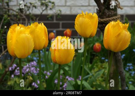 Fünf Tulpen Stockfoto