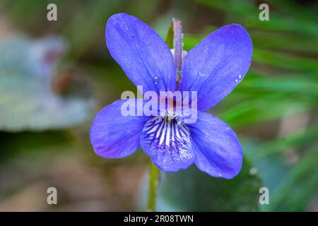 Makroaufnahme einer violetten Blume eines Holzvioletts (Viola odorota) Stockfoto