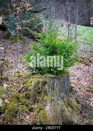 Eine junge Fichte (Picea abies) ist aus einer abgesägten, sehr alten Tanne gewachsen Stockfoto