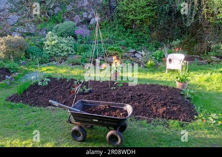 Hochbeet im kleinen Hinterland Mai Garten im Frühjahr mit frischer Schicht Kompostmist aus Wagen und Steingut Carmarthenshire Wales UK KATHY DEWITT Stockfoto