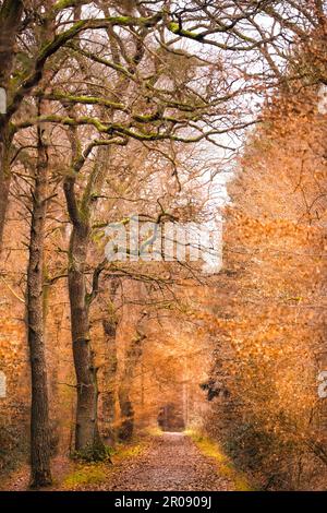 Eine traumhafte märchenhafte Aufnahme eines Weges in einem Wald mit hohen Bäumen im Herbst, fast monochrom-orange, Stockfoto