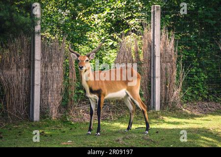 Porträt eines niedlichen Tieres mit Hörnern. Rote Lechwe-Antilope auf dem grünen Gras. Stockfoto