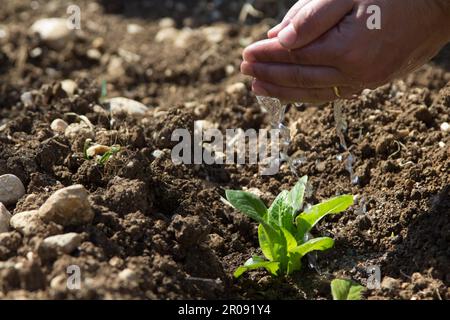 Bild eines Mannes, der Wasser auf einen kleinen Setzling gießt. Hinweis auf Ernährung und Wachstum. Stockfoto