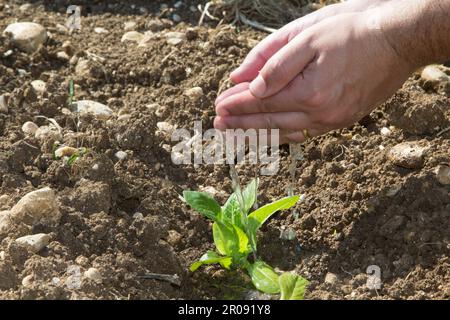 Bild eines Mannes, der Wasser auf einen kleinen Setzling gießt. Hinweis auf Ernährung und Wachstum. Stockfoto