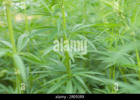 Nahaufnahme von Hanfpflanzen, grünen Trieben und Blättern. Stockfoto