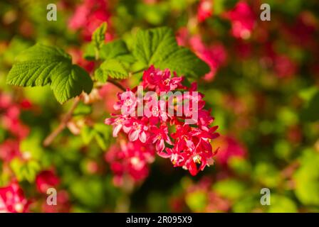 Nahaufnahme blühender roter Johannisbeeren in voller Blüte, buschiger, milchiger Ribes sanguineum „Pulborough Scarlet“-Strauch im Frühlingsgarten mit rosa Stockfoto