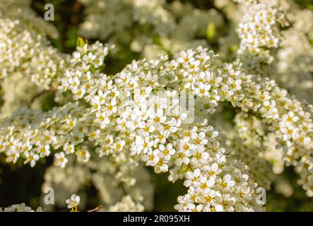 Blühende Zweige von Spiraea vanhouttei im Frühlingsgarten - selektiver Fokus in den Sonnenstrahlen. Stockfoto