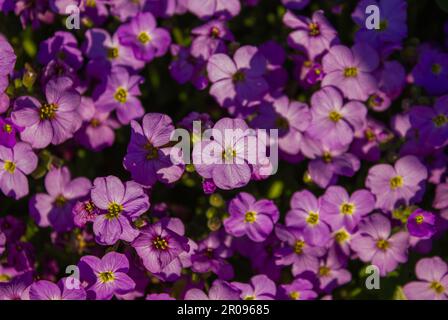 Blüten Sie Aubrieta-Blüten mit violetten Blütenblättern in Frühlingsaufnahmen. Blühende violette Steinkresse-Blüten in der sonnigen Makrofotografie am Frühlingstag. Stockfoto