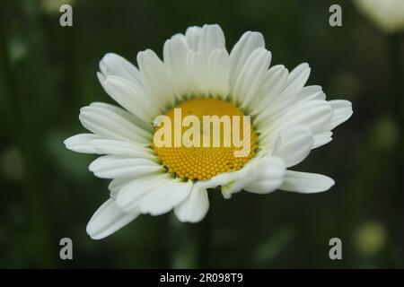 Eine Kamillenblume blüht aus nächster Nähe vor dem Hintergrund von grünem Gras. Pharmazeutische Heilkräuter. Beruhigungsmittel Stockfoto