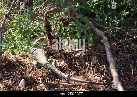 Okellierte Eidechse, Timon lepidus, in Torcal de Antequera, Sierra del Torcal, Antequera, Malaga, Spanien in Europa Stockfoto