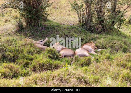 Eine Gruppe von Löwen, die sich in der Sonne auf einem grünen Hügel sonnen, umgeben von Bäumen Stockfoto