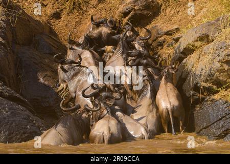 African Wildlife Stockfoto