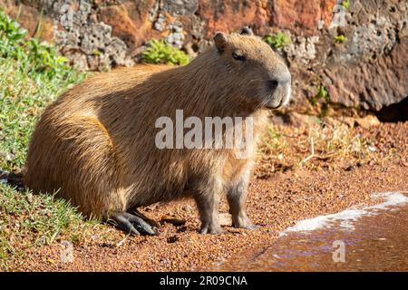 Südamerikanische Capybara REM Nahaufnahme und selektiver Fokus Stockfoto