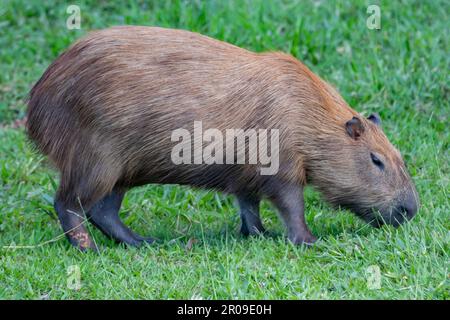 Südamerikanische Capybara REM Nahaufnahme und selektiver Fokus Stockfoto