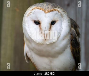 Ein Scheunen-Eulen-Protrait. Stockfoto
