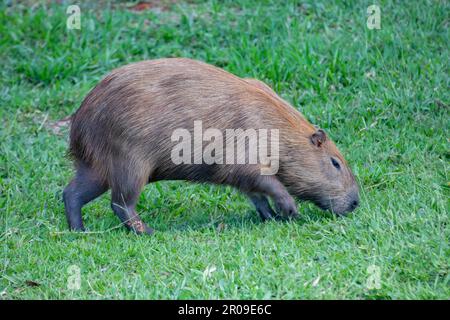 Südamerikanische Capybara REM Nahaufnahme und selektiver Fokus Stockfoto