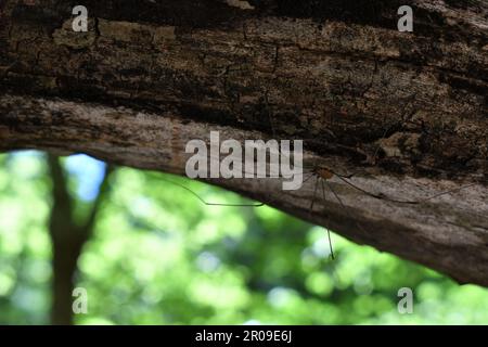 Daddy Langbein-Spinne auf der Unterseite eines Baumstamms Stockfoto