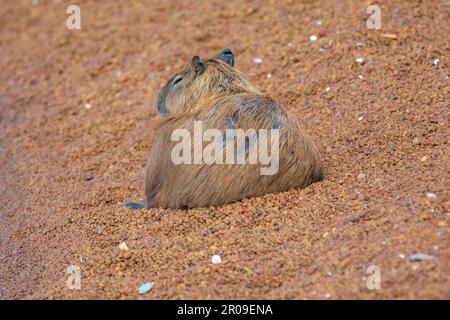 Südamerikanische Capybara REM Nahaufnahme und selektiver Fokus Stockfoto