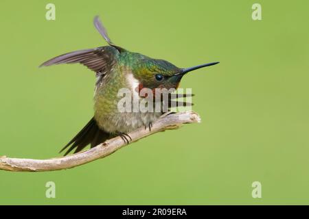 Rubinkehlender Kolibri-Stretching. Stockfoto