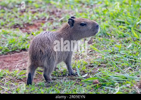 Südamerikanische Capybara REM Nahaufnahme und selektiver Fokus Stockfoto