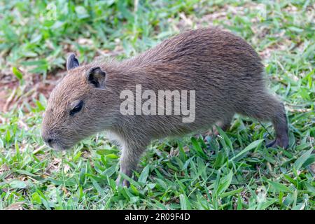 Südamerikanische Capybara REM Nahaufnahme und selektiver Fokus Stockfoto