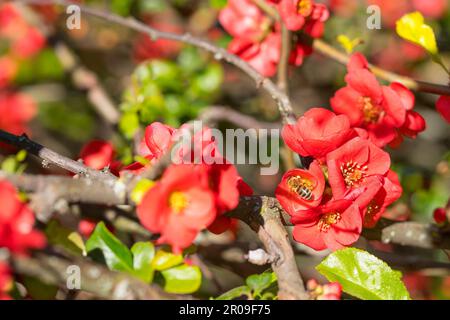 Busch der blühenden roten japanischen Quitte oder maulschen Quitte (Chaenomeles japonica). Blumen, die von einer Biene bestäubt wurden. Stockfoto