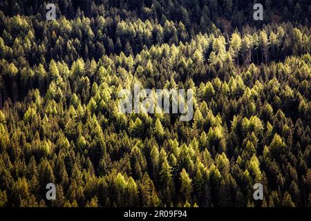 Ein Kiefernwald bedeckt die Hänge der Dolomiten über Val Gardena in Italien. Stockfoto