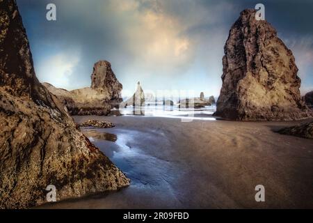 Die Stämme im Bandon State Natural Area, die bei Ebbe an der Küste von Oregon ausgesetzt sind. Stockfoto