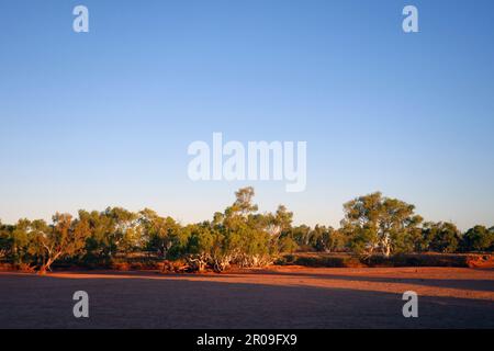 Gummis säumen das Ufer des trockenen Wooramel River, Wooramel River Station, Westaustralien Stockfoto