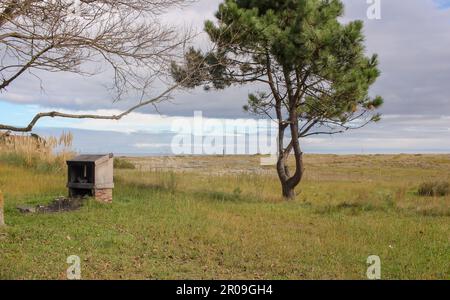 Die Linie des Horizonts hinter einem Baum auf einem Feld Stockfoto