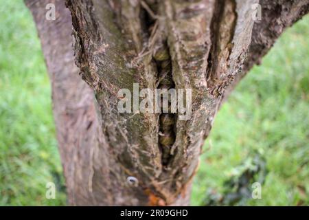 Ein paar Schnecken, die in einem Apfelbaum leben Stockfoto