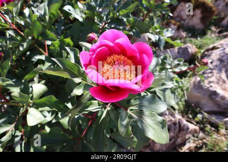 Paeonia broteri Single flower in El Torcal de Antequera, Malaga, Spanien Stockfoto