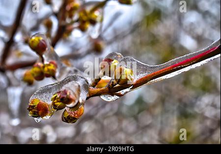 Gefrorene Pflanzen im Winter mit Eis bedeckt Stockfoto