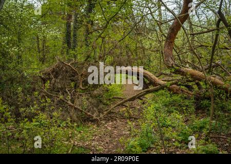 Gefallener Nadelbaum als Wegbehinderer im Stadtwaldgebiet Königsheide in Berlin Stockfoto