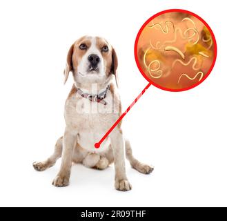 Süßer Hund und Helminthen-Darstellung unter dem Mikroskop auf weißem Hintergrund. Parasiten beim Tier Stockfoto