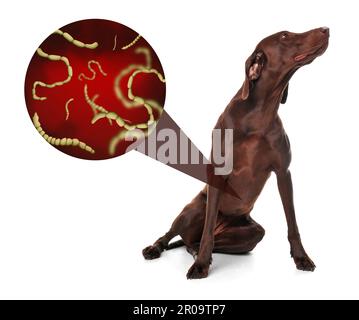 Süßer Hund und Helminthen-Darstellung unter dem Mikroskop auf weißem Hintergrund. Parasiten beim Tier Stockfoto