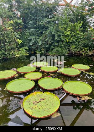 Teich mit den wunderschönen Seerosenblättern von Königin Victoria Stockfoto