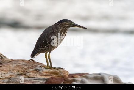 Frühmorgendliches Angeln mit einem jungen Streifenreiher am Ufer von Woy Woy an der Central Coast, NSW, Australien. Stockfoto