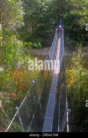 Überqueren Sie den Franklin River auf dem Weg zum Frenchmans Cap Stockfoto