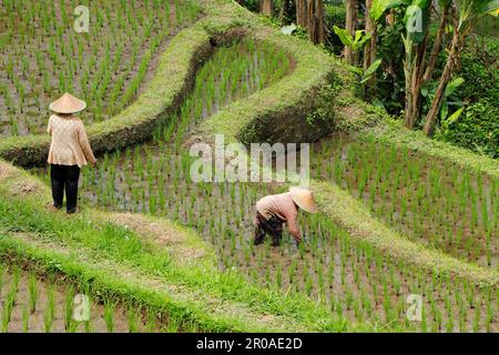 Ubud, Bali, Indonesien - 7. September 2019: Eine nicht identifizierte Frau, die in einem Reisfeld auf den üppig grünen Tegallalang-Reisterrassen arbeitet Stockfoto