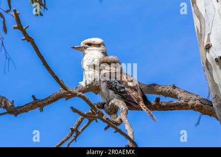 Australian Kookaburra auf einem Ast sitzend Stockfoto