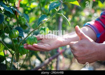 Stachelbeere auf dem Baum. Kleine Früchte haben einen einzigartigen Geruch und Geschmack. Cape Gooseberry ist eine Pflanze, die zur Familie der Auberginen gehört. Reich an Nährstoffen und Stockfoto