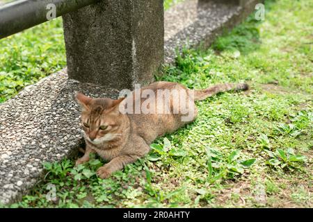 Houtong-Katzendorf in New Taipei, Taiwan Stockfoto