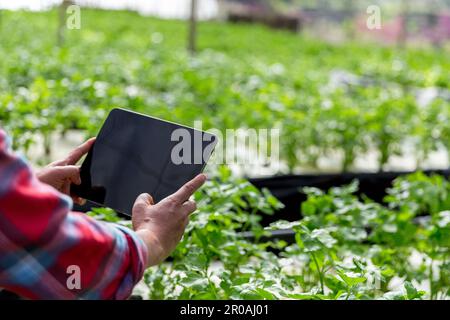 Ein Bauer erntet Gemüse, das auf einem Bio-Bauernhof wächst, liefert frische Marktwaren online, Landwirtschaft und Lebensmittelkonzept. Stockfoto