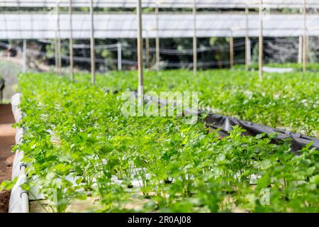 Hydrokultur Gemüse Sellerie wächst natürliches Muster auf weißem Schaum, Nahaufnahme. Stockfoto