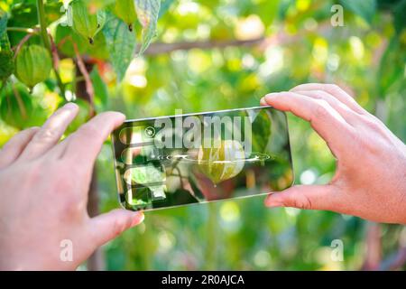 IoT, Internet der Dinge Moderne Landwirtschaft Konzept für intelligentes Landwirtschaftssystem. Internet-Technologie, die Geräte und Tools miteinander verbindet. Verwaltung digitaler Computer Stockfoto