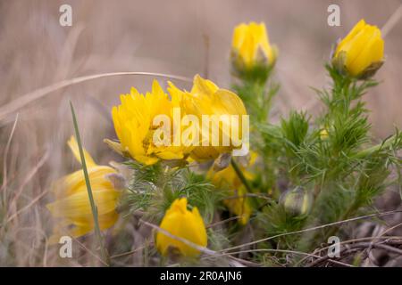 Frühjahrsgrunzen. Blühende Adonis auf der Wiese. Adonis als Symbol des Frühlings. Blühende gelbe adonis. Buttercup-Familien. Die ersten Frühlingsblumen blühen auf der Erde. Hochwertiges Foto. Hochwertiges Foto Stockfoto