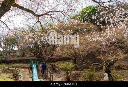 Kyoto, Japan - 27. März 2023: Wunderschöner Arashiyama Monkey Park Iwatayama in Kyoto, Japan Stockfoto