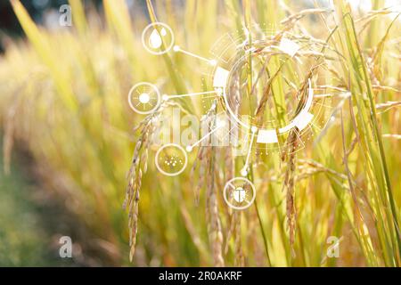Innovationstechnologie für intelligentes Landwirtschaftssystem, Landwirtschaftsmanagement, Technologie und Reisfeldkonzept. Das Konzept der intelligenten Landwirtschaft der modernen Landwirtschaft Stockfoto